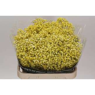 Freshy Gypsophila Baby's breath “Yellow” Colour-treated | Colour: Yellow | Length ± 80 centimetre | Per 25 stems fresh flowers