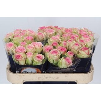 Freshy Roses “Bloosz” | Colour: Pink | Length ± 70 centimeter | Per 20 roses