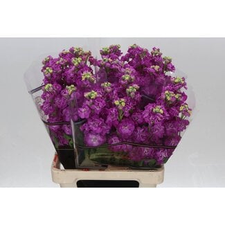 Freshy Violier Stox Deep Rose Ex