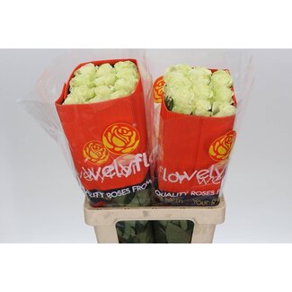 Freshy Rose à grandes fleurs “Mondial” | Couleur: Blanc | Longueur ± 60 centimeter | Origine Équateur | Par 25 roses fraîches