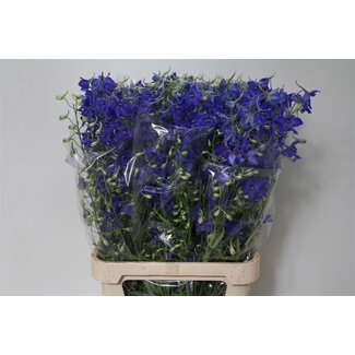 Freshy Delphinium à fleurs simples Ridderspoor “Volkerfrieden” | Couleur: Bleu | Longueur ± 100 centimeter | Par 10 tiges de fleurs fraîches