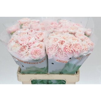 Freshy Holländische Nelke “Altair” | Farbe: Rosa | Länge ± 60 centimeter | Pro 20 frische Blumen