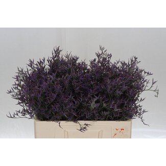 Freshy Limonium Saf Dark Blue