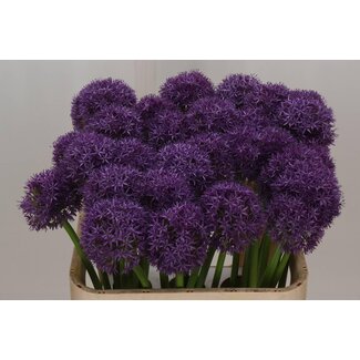Freshy Allium Globemaster