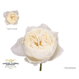 Freshy Rosa Garden White Cloud