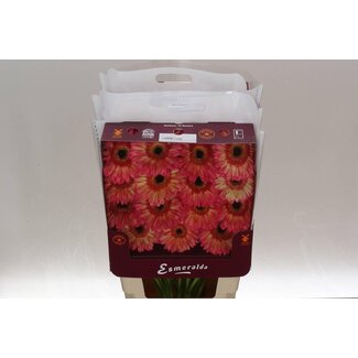 Freshy Großblütige Gerbera Aqua “Hippie Chic” | Farbe: Gelb Rosa | Länge ± 45 centimeter | Pro 15 frische Blumen