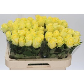 Freshy Roses “Minion Rose” | Couleur: Jaune | Longueur ± 60 centimeter | Par 20 roses