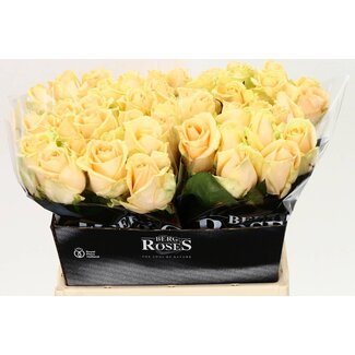 Freshy Roses “Avalanche Peach” | Colour: Peach | Length ± 40 centimeter | Per 20 roses