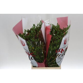 Freshy Freesia dubbel Fuego