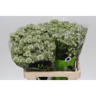 Freshy Astrantia Zeeuws Knoopje “Billion Star” maat XL | Kleur: Wit | Lengte ± 60 centimeter | Per 25 stelen verse bloemen