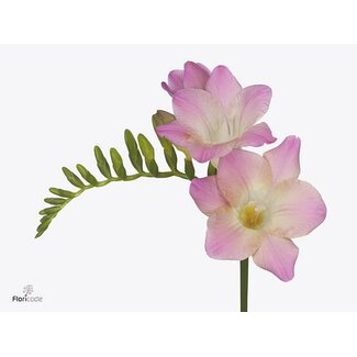 Freshy Freesia enkel Emily