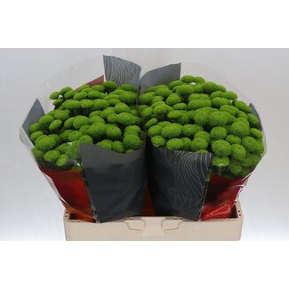 Freshy Chrysanthemum Chrysanthemum Santini XL “Peptalk” | Colour: Green | Length ± 55 centimetre | Per 25 stems fresh flowers