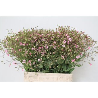 Freshy Saponaria Soapwort Organic | Colour: Pink | Length ± 65 centimetre | Per 10 stems fresh flowers