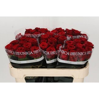 Freshy Rosa Red Naomi Unica