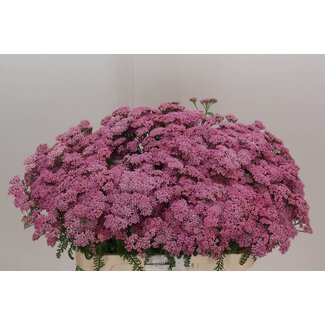 Freshy Achillea M Anita Dark