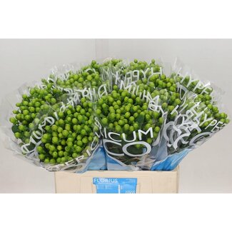 Freshy Hypericum St John's Wort “Coco Bamboo” | Colour: Green | Length ± 60 centimetre | Per 20 stems fresh flowers