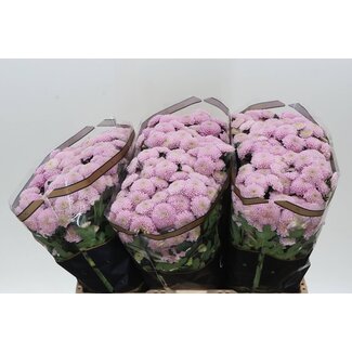 Freshy Chrysanthemum Chrysanthème Santini “Ellison Sweet” | Couleur: Violet | Longueur ± 55 centimeter | Par 25 tiges de fleurs fraîches