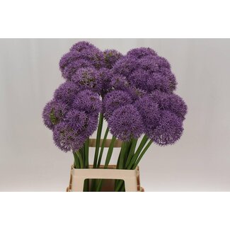 Freshy Allium ornamental onion “Pinball Wizard” | Colour: Purple | Length ± 75 centimetre | Per 10 stems fresh flowers