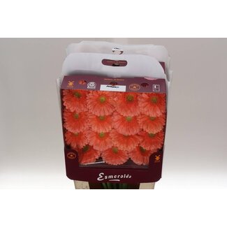 Freshy Großblütige Gerbera Aqua “Avignon” | Farbe: Orange | Länge ± 45 centimeter | Pro 15 frische Blumen