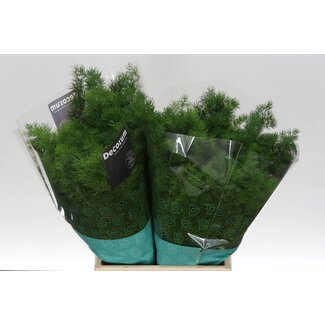 Freshy Asparagus Umbellatus | Colour: Green | Length ± 40 centimetre | Per 50 branches