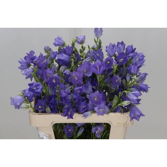 Freshy Campanula Persicifolia Campanule “Bleu” Bio | Couleur: Violet | Longueur ± 55 centimeter | Par 10 tiges de fleurs fraîches