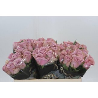 Freshy Rosa Pillow Talk