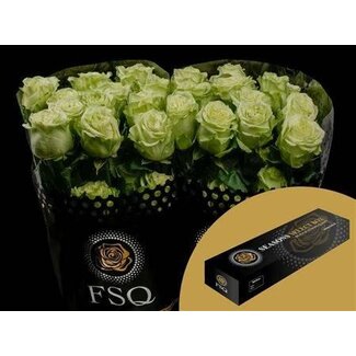Freshy Large-flowered Rose “Lemon Pie” | Colour: Green | Length ± 40 centimeter | Origin Ecuador | Per 25 fresh roses