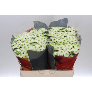 Freshy Chrysanthemum Chrysant Santini “Maverick White” maat XL | Kleur: Wit | Lengte ± 55 centimeter | Per 25 stelen verse bloemen