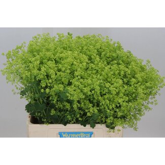 Freshy Alchemilla Mollis Vrouwenmantel “Robustica” | Kleur: Groen | Lengte ± 62 centimeter | Per 50 stelen verse bloemen