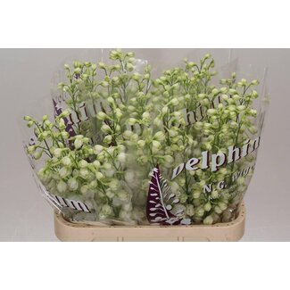 Freshy Delphinium Elatum Ridderspoor “Dew White Smile” | Kleur: Wit | Lengte ± 80 centimeter | Per 10 stelen verse bloemen