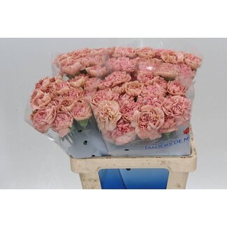 Freshy Oeillet hollandais “Happy Chery” | Couleur: Rose | Longueur ± 60 centimeter | Par 20 fleurs fraîches
