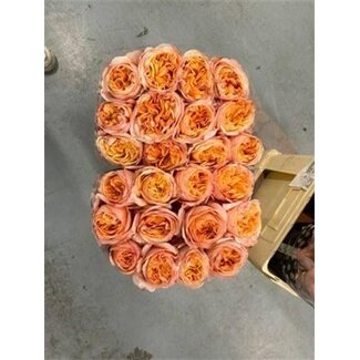 Freshy Rose à grandes fleurs “Juicy Xpression” | Couleur: Rose Jaune | Longueur ± 50 centimeter | Origine Ecuador | Par 20 roses fraîches