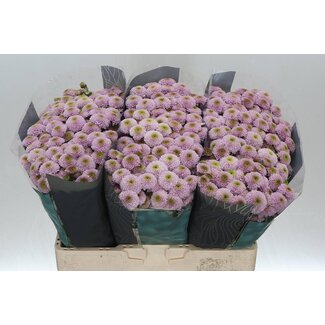 Freshy Chrysanthemum Chrysanthemum Santini “Doria Pink” | Colour: Purple | Length ± 55 centimeter | Per 25 stems fresh flowers