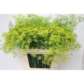 Freshy Anethum Graveolens Dill Organic | Colour: Yellow | Length ± 80 centimeter | Per 10 stems fresh flowers