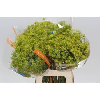 Freshy Anethum Graveolens