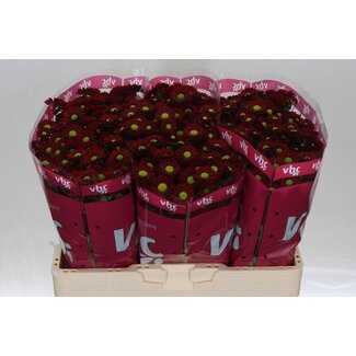 Freshy Chrysanthemum Chrysant Santini “Ladybird” | Colour: Red | Length ± 55 centimetre | Per 25 stems fresh flowers