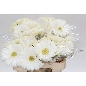 Freshy Gérbera “Gepetto” | Couleur: Blanc | Longueur ± 50 centimètre | Par 10 fleurs fraîches