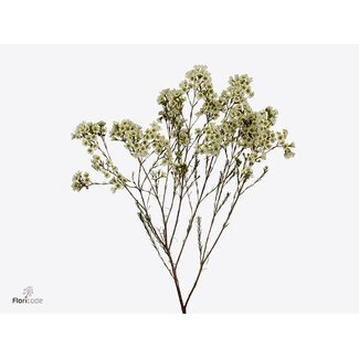 Freshy Chamelaucium Uncinatum Waxflower “Dawn Pearl” | Kleur: Wit | Lengte ± 50 centimeter | Per 50 verse bloemen