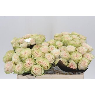 Freshy Roses “Country Secret” | Colour: White | Length ± 50 centimetre | Per 10 roses