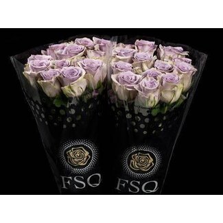Freshy Rose à grandes fleurs “Shocking Blue” | Couleur: lilas | Longueur ± 60 centimeter | Origine Équateur | Par 20 roses fraîches
