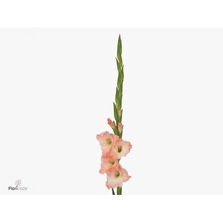 Freshy Large-flowered Gladiolus “Karma” | Colour: Pink | Length ± 115 centimeter | Per 10 stems fresh flowers