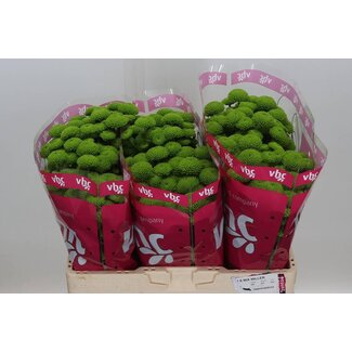 Freshy Chrysanthemum Chrysant Santini “Peptalk” | Kleur: Groen | Lengte ± 55 centimeter | Per 25 stelen verse bloemen