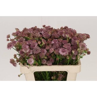 Freshy Dutch Astrantia Zeeuws Knoopje “Roma” | Colour: Pink | Length ± 55 centimetre | Per 50 stems fresh flowers