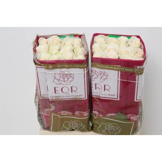 Freshy Large-flowered Rose “Vendela” | Colour: White | Length ± 60 centimeter | Origin Ecuador | Per 25 fresh roses