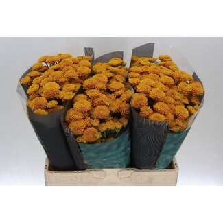 Freshy Chrysantheme Chrysant Santini “Ellison Orange” | Farbe: Orange | Länge ± 55 centimeter | Pro 25 Stielen frische Blumen