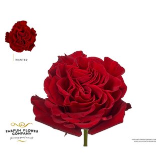 Freshy Roses Jardin “Wanted” | Couleur: Rouge | Longueur ± 50 centimeter | Par 12 roses