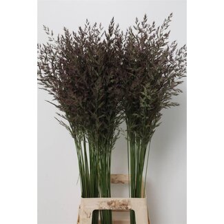 Freshy Calamagrostis Brachytricha Diamond grass | Colour: Red | Length ± 95 centimeter | Per 100 stems fresh flowers