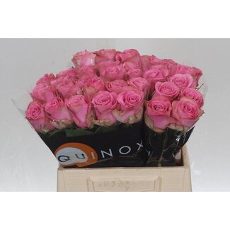Freshy Rozen “Renaissance” | Kleur: Roze | Lengte ± 40 centimeter | Per 20 rozen