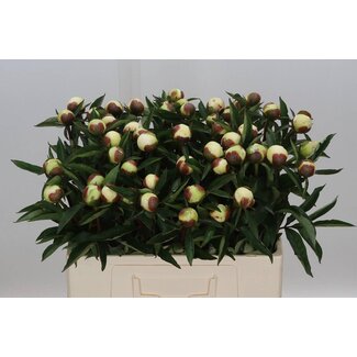 Freshy Paeonia peony L “Duchesse De Nemours” | Colour: White | Length ± 55 centimeter | Per 10 fresh peonies