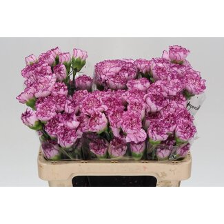 Freshy Korte Anjer “Boheme” | Kleur: Paars | Lengte ± 55 centimeter | Per 20 verse bloemen